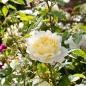 Nye Bevan Rose golden stamens and petals