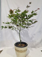 Cider Hill Japanese Maple Growing in a Garden Pot