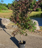 Cider Hill Japanese Maple landscape feature tree