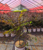 Samurai Sword in nursery crop