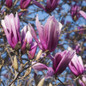 Betty Magnolia blooming