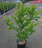 Betty Magnolia container crop