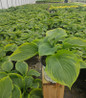 Shadowland Wu-La-La Hosta in nursery