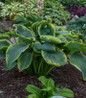 Shadowland Wu-La-La Hosta in landscape