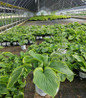 Shadowland Wu-La-La Hosta in nursery