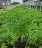 Kickin® Carmine Red New England Aster #2 pot