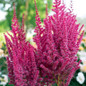 You and Me Forever® Astilbe Pink Blooms