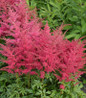 Younique Ruby Red Astilbe flowering