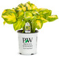 Shadowland Etched Glass Hosta in Proven Winners Pot