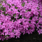 Magenta Sprite Phlox Blooming