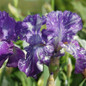 Batik German Bearded Iris flowering