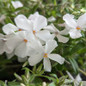 Woodlander White Phlox flowering
