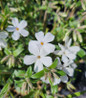 Woodlander White Phlox blooming