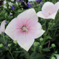 Astra White Balloon Flower flower