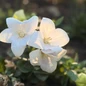 Astra White, Balloon Flower Main Image in the Sunlight