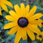 Common Black-Eyed Susan flower close up