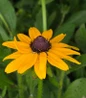 Common Black-Eyed Susan