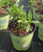 Black-Eyed Susan in pot