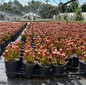 Bug Bat Pitcher Plant