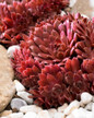 Coral Red Hens & Chicks