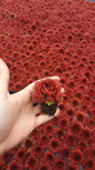 a hand holding Coral Red Hens and Chicks