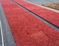 Coral Red Hens and Chicks in nursery