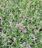 Lollipop Verbena blooming in the garden