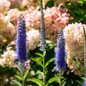 Seaside Veronica With Hydrangeas