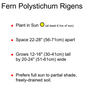 Tassel Fern Care Instructions