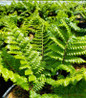 Tassel Fern foliage close up