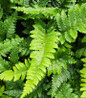 Tassel Fern green foliage