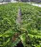 Tassel Fern nursery plant