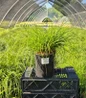 Grassland Sedge nursery pot
