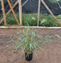 bottlebrush grass #1 pot