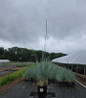 Blue Dune Blue Lyme Grass in black pot