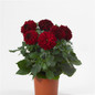 Dalaya Vampire Dahlia in table planter