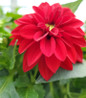 Dahlia vibrant summer blossoms
