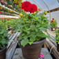 Dahlia nursery container plant