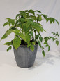 Kokanee Raspberry in a Nursery Container
