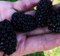 Taste of Heaven Blackberry fruits