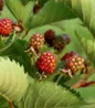 Taste of Heaven Thornless Blackberry fruiting plant