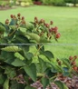 Taste of Heaven Thornless Blackberry full plant view