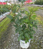 Taste of Heaven Thornless Blackberry #2 container