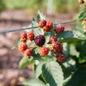 Taste of Heaven™ Blackberry