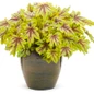Fun and Games Eye Spy Foamy Bells in Pot
