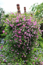 Pink Mink Clematis Vine in Landscape