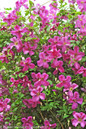 Pink Mink Clematis Vine Blooming