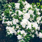 Hardy Gardenia Azalea growing