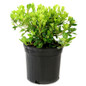 Hardy Gardenia Azalea in a nursery container