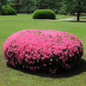 Floramore Pink Azalea in the Landscaping 